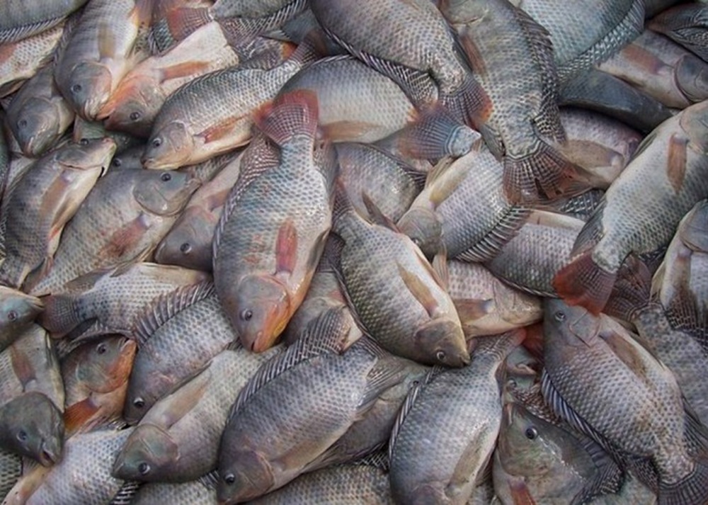 Brasil anuncia mercado com o Peru para comercializar filé de tilápia