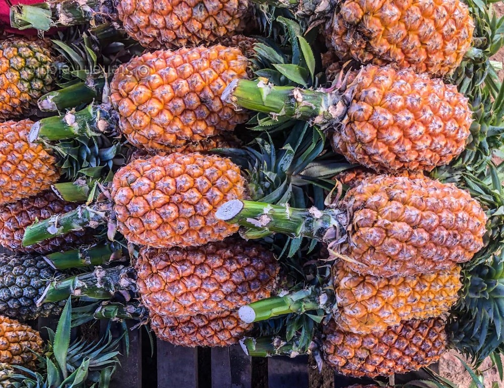MAPA libera cultivo de abacaxi em sistema de sequeiro no Acre