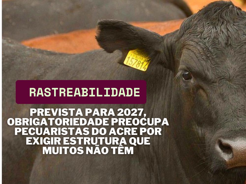 Obrigatoriedade de chips em gado no Brasil já tira o sono de pecuaristas no Acre