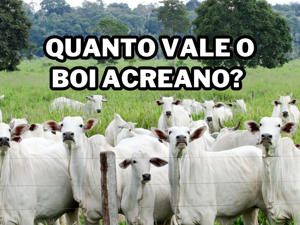 RAIO-X: CNA e Cepea desembarcam no Acre para aplicar levantamento da pecuária de corte