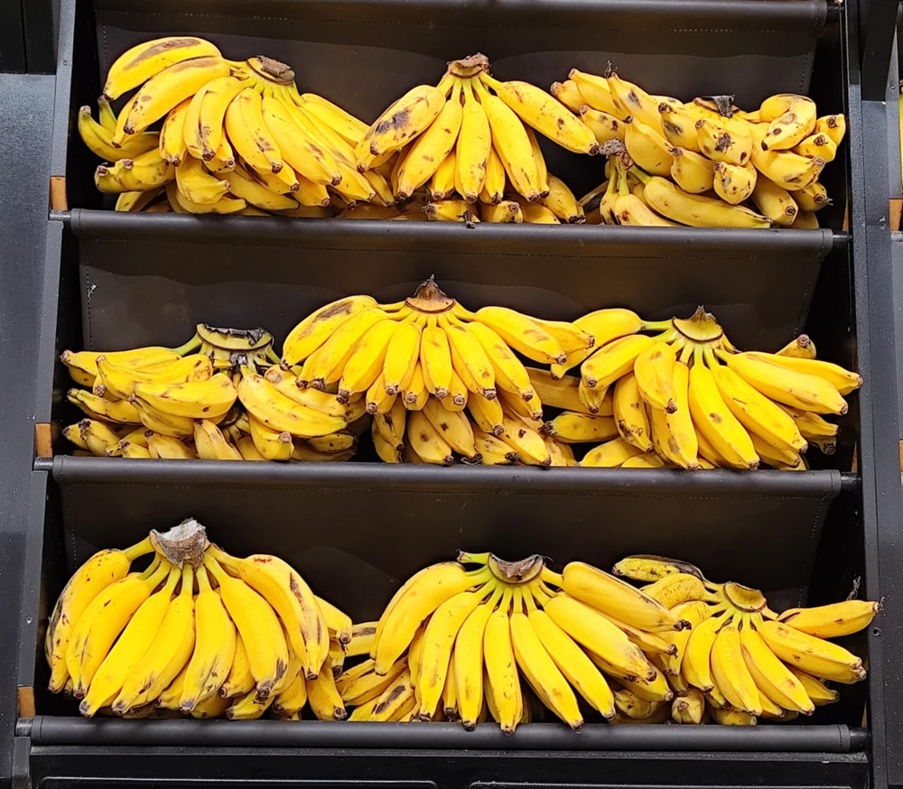 Acre lidera vendas de banana no norte e mantém destaque na comercialização de frutas