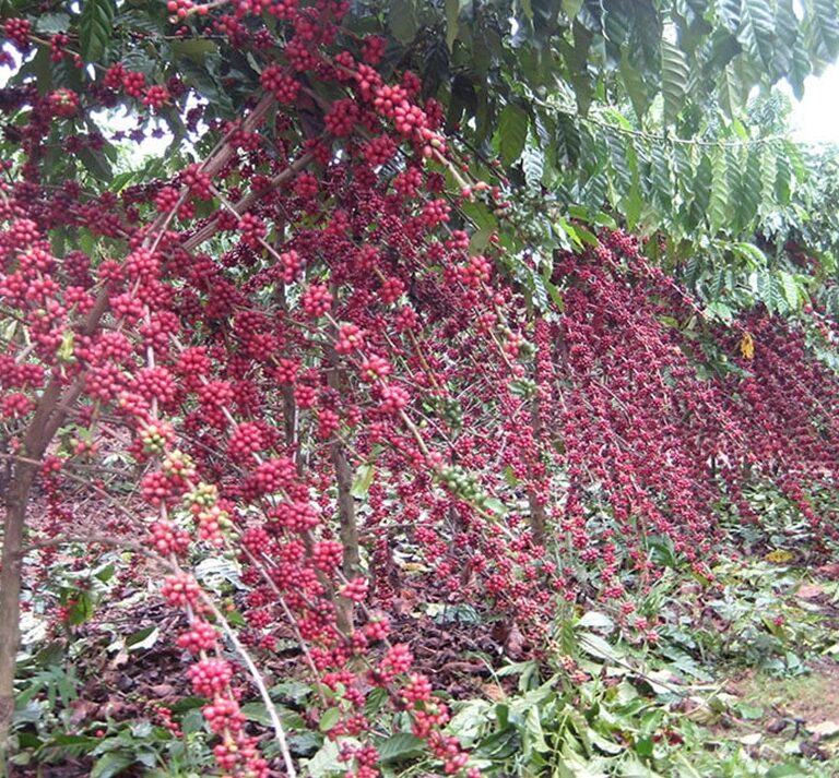 Seminário discute tecnologias e novas perspectivas para os Cafés Robustas Amazônicos