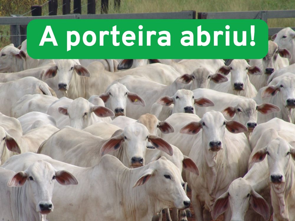 Trânsito liberado: Produtores do Acre podem voltar a comprar touros e matrizes de outros estados