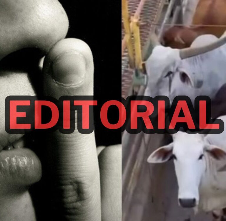 Touros no abate, bezerros agonizam, vacas choram em Xapuri sob o ‘silêncio’ das ONGs