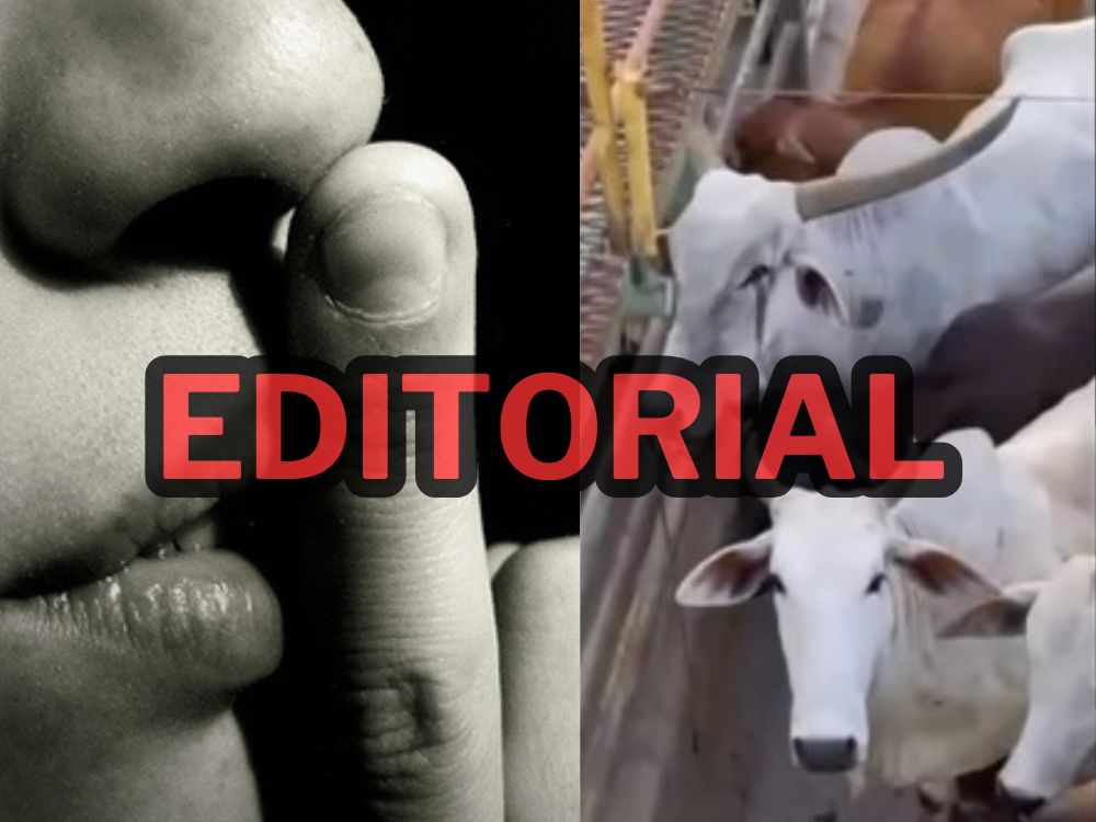 Touros no abate, bezerros agonizam, vacas choram em Xapuri sob o ‘silêncio’ das ONGs