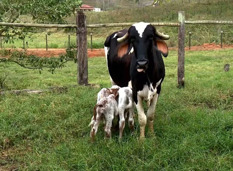 Mamãe do ano: Vaca tem parto raro e dá à luz bezerros trigêmeos