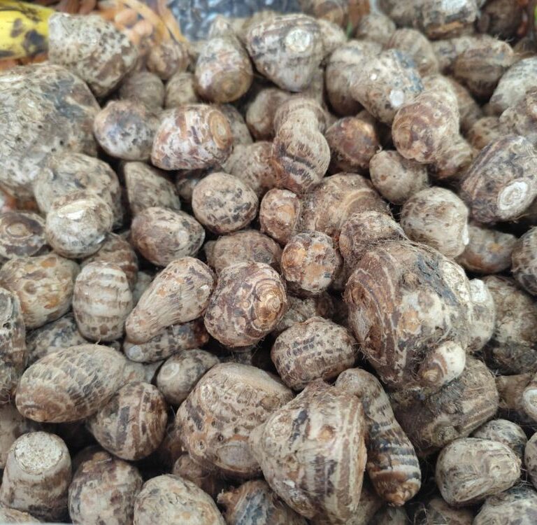 Taioba: Um alimento poderoso para a saúde ganhando espaço no Mercado Elias Mansour