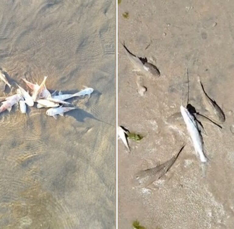 Vídeo: Rio vira cemitério de peixes no Jordão e moradores temem contaminação