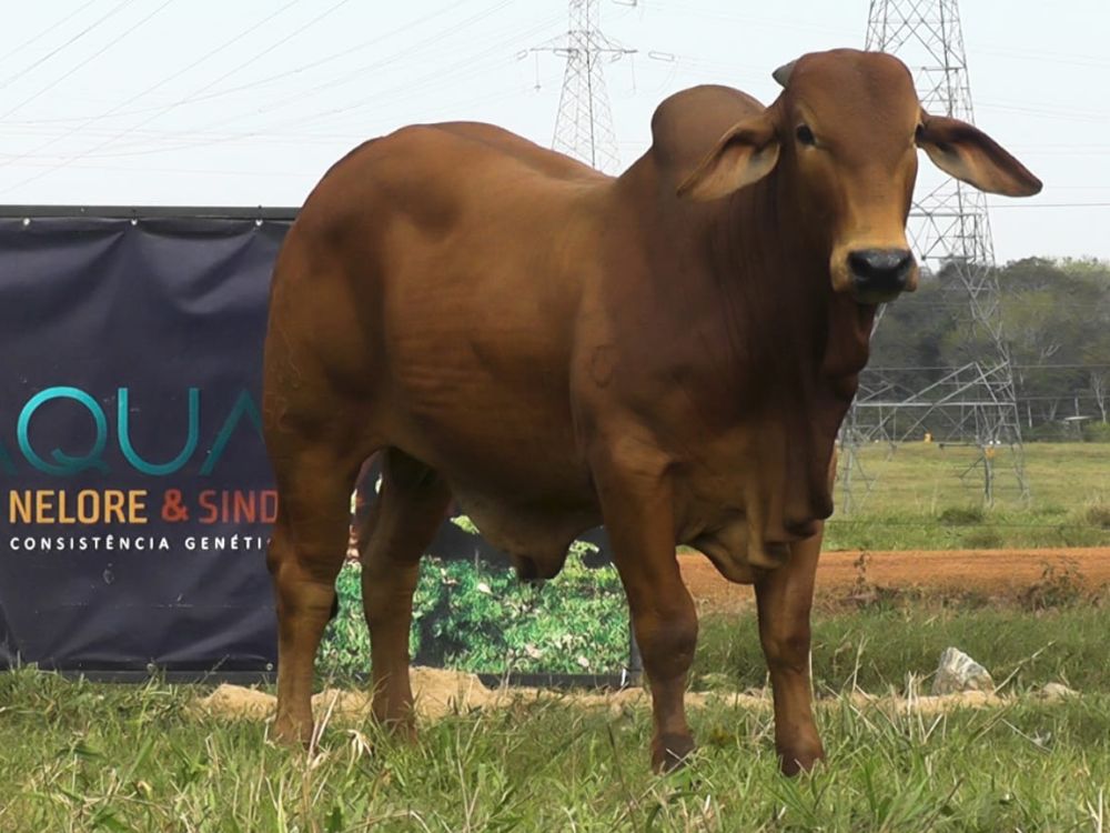 Leilão Sindi Norte, nesta terça, terá show de qualidade na Expoacre com touros da Fazenda Aquarius