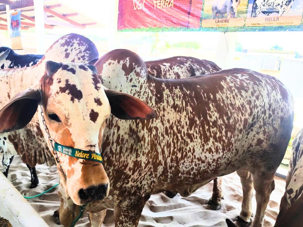 Pecuaristas se reúnem nesta terça-feira, na Expoacre, para workshop com foco em corte e leite