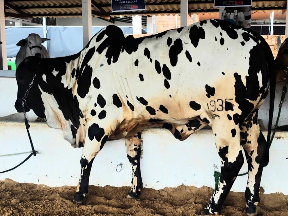 Nelores pintados viram atração na “Fazendinha” da Expoacre 2025