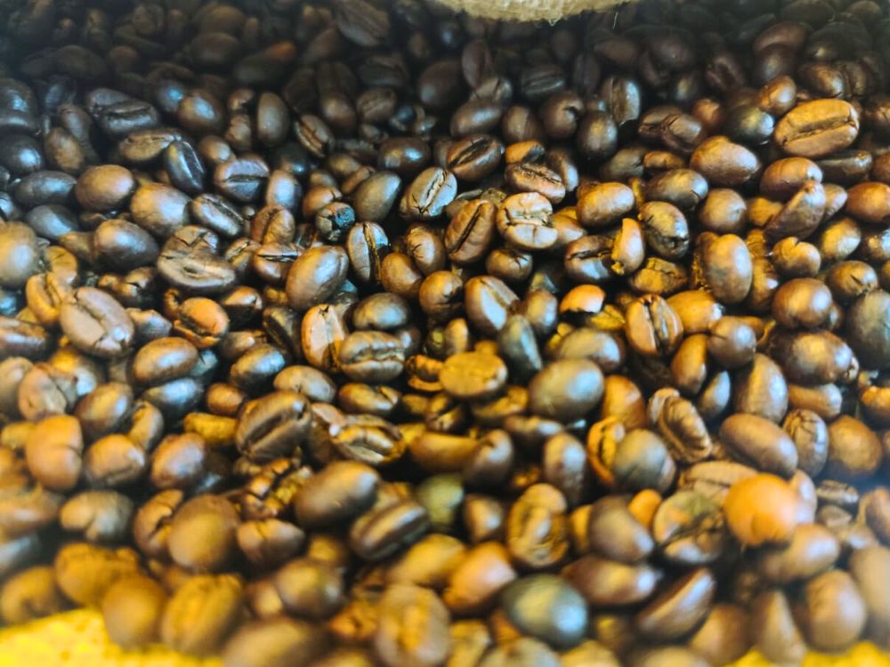 Robusta Acreano vira estrela da Expoacre e mostra força da nova cafeicultura