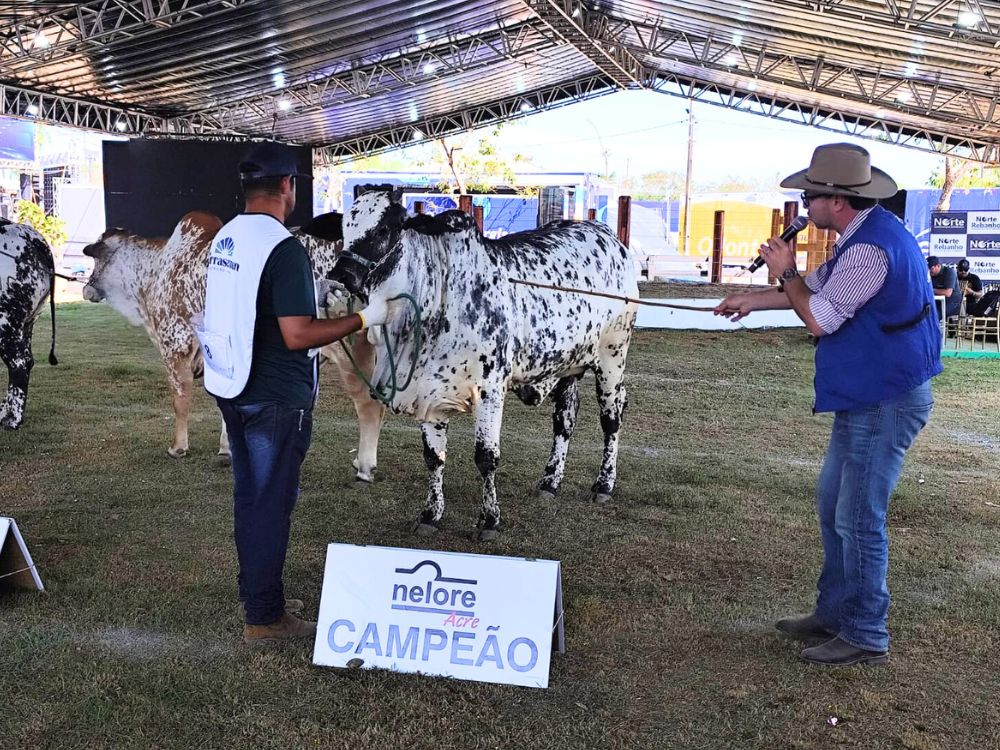 Estância Terra é a grande campeã do julgamento da Raça Nelore Pelagens da Expoacre 2025