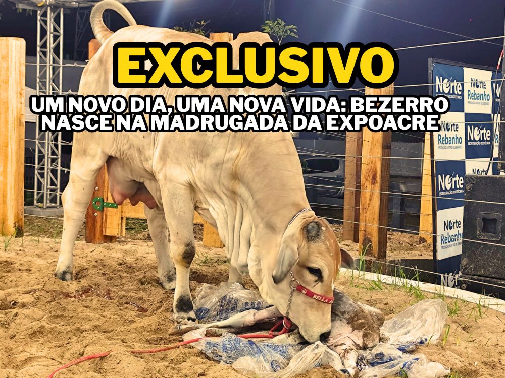 Portal Acre Mais registra nascimento inédito de bezerro Nelore dentro da Expoacre 2025