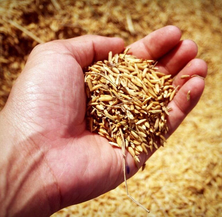 Produtor de arroz ganha nova ferramenta para vender com segurança