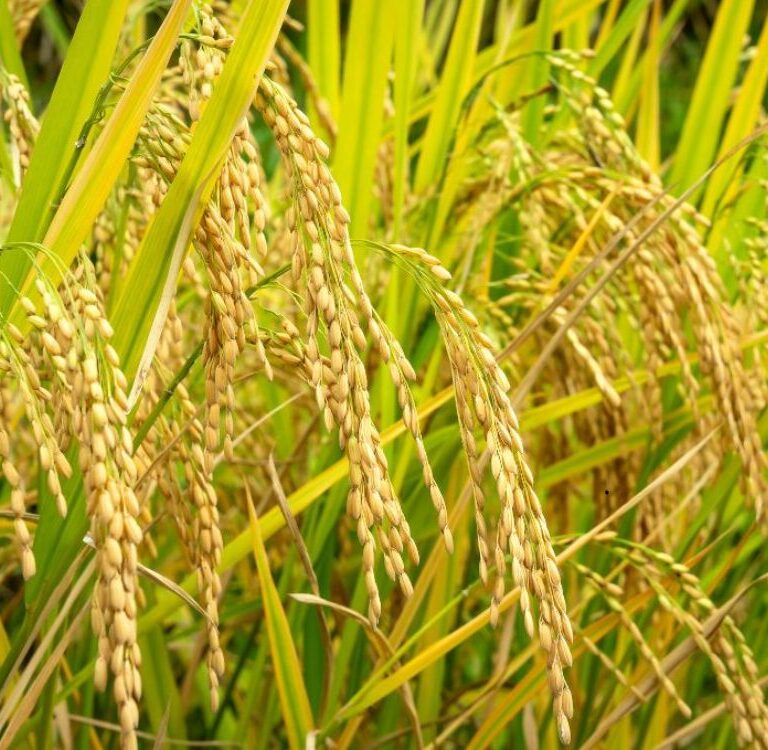 Agricultores de Xapuri poderão acessar recursos do PAA para produção de sementes