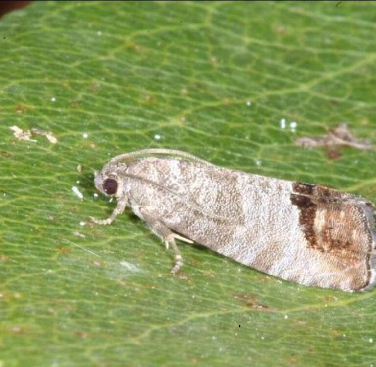 Brasil cria plano para proteger produtores da mariposa que ataca pomares