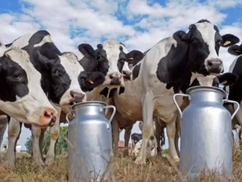 Congresso Internacional da Pecuária Leiteira no Acre: Produtor tem inscrição gratuita via SEAGRI