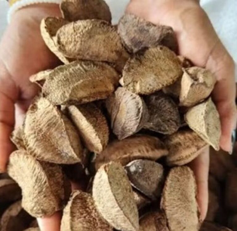 Por conta da COP 30, quilo da castanha chega a R$ 200 reais em Belém