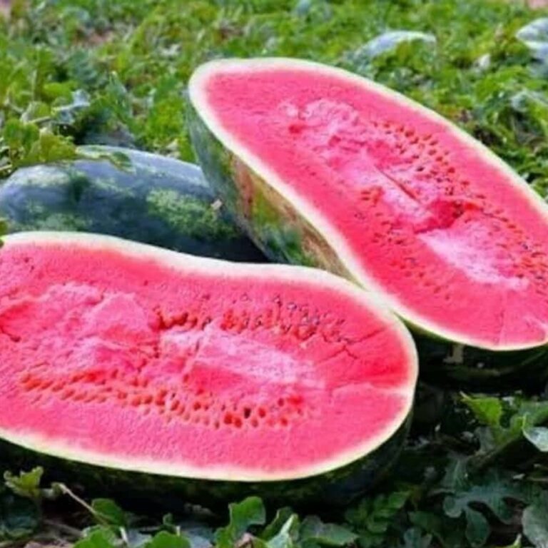 Governo regulamenta programa que garante compra direta da agricultura familiar no Acre