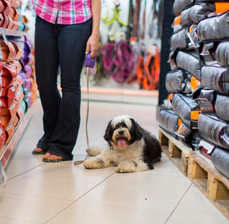Comissão na Câmara analisa projeto que proíbe venda de animais em pet shops