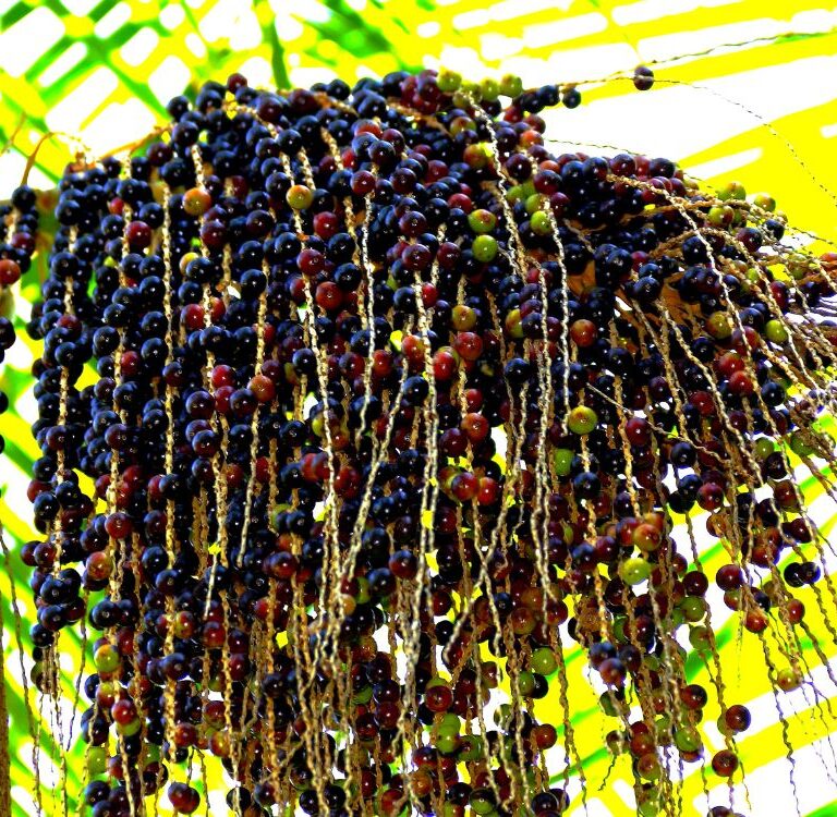 Governo garante bônus de 13,48% para produtores de açaí do Acre