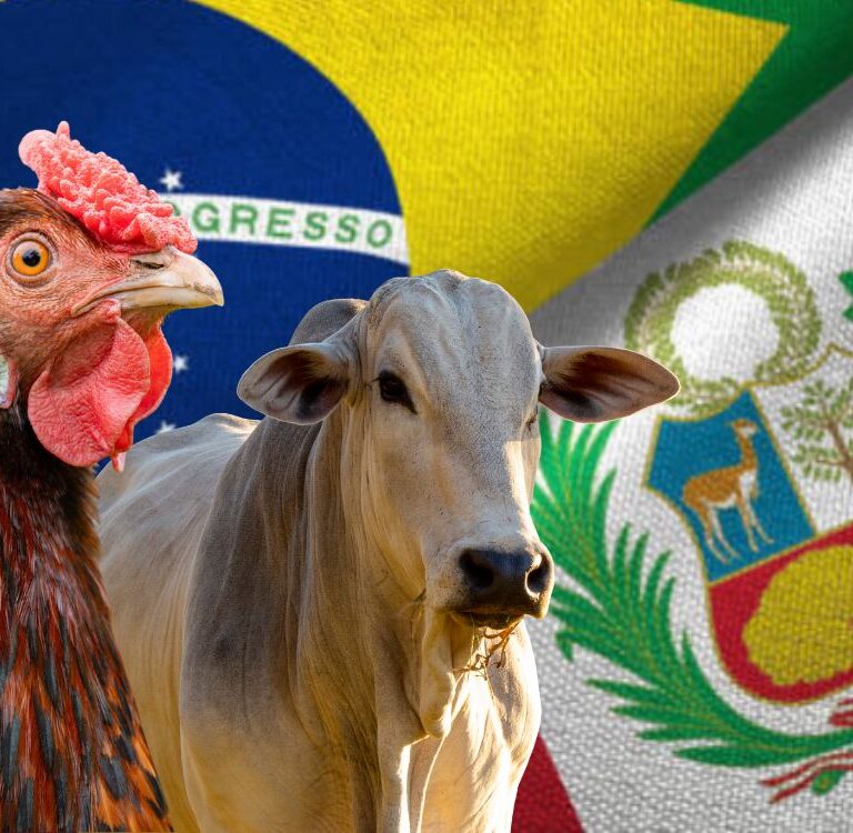 Peru amplia compra de genética animal do Brasil e reforça oportunidades na fronteira com o Acre