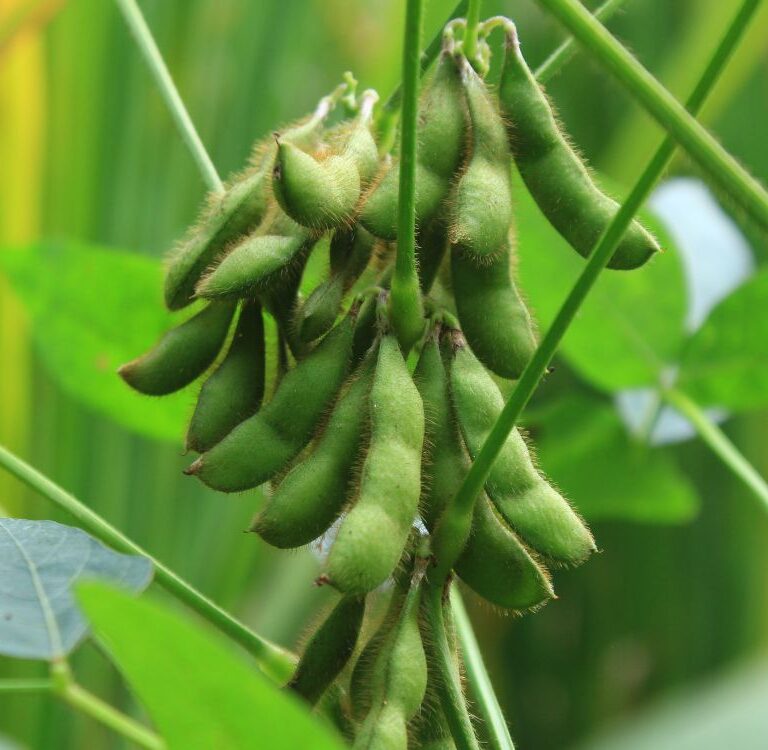 Com clima favorável, safra de soja no Acre avança com colheita próxima