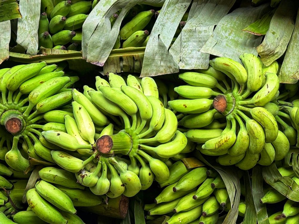 Com 16,8 mil toneladas, Acrelândia entra no top 20 da banana no Norte