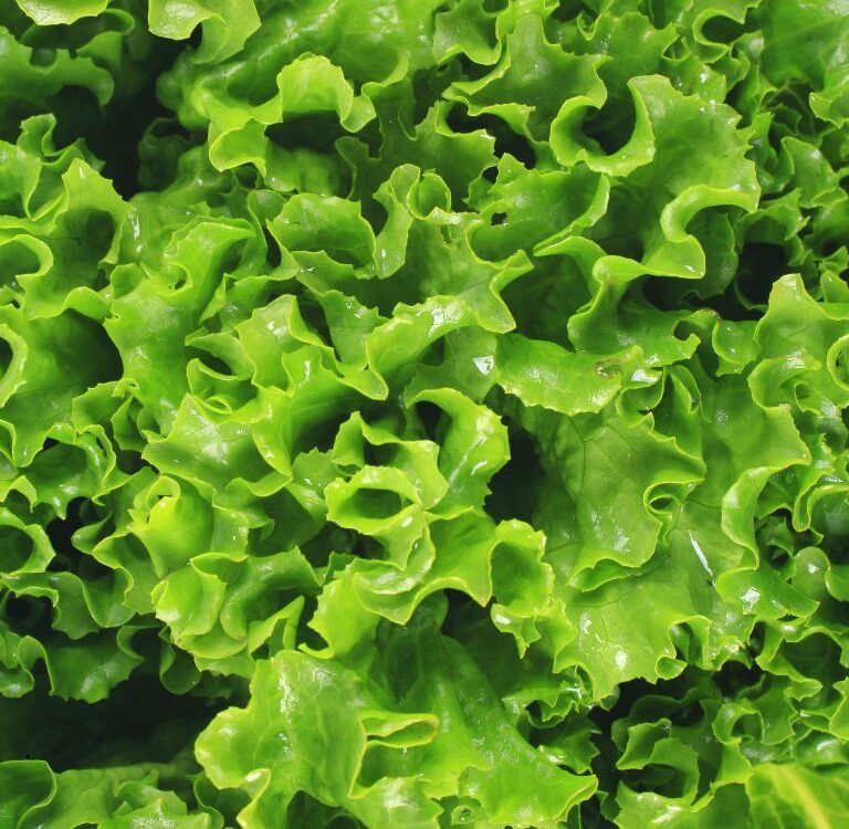 Acre garante produção local e oferta mais de mil quilos de alface na Ceasa