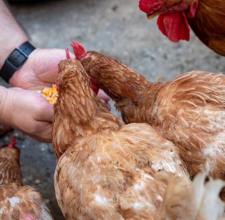 Embrapa oferece curso gratuito, online, para produção de ração de galinha caipira