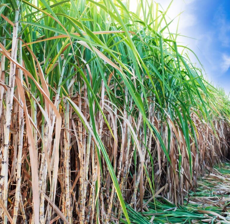 Comissão analisa projeto que libera plantio de cana-de-açúcar em áreas já desmatadas da Amazônia