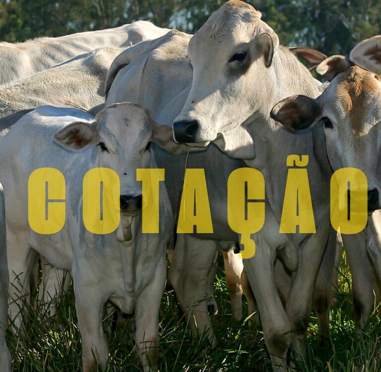 Cotação: Boi gordo atinge R$ 274 em Rio Branco