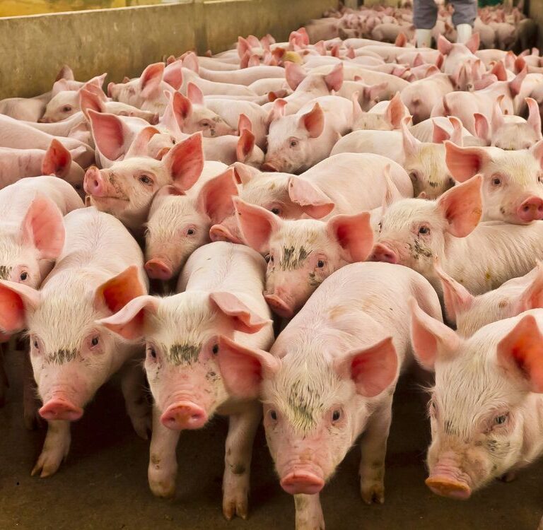 Suinocultura cresce no Acre: 22 granjas são licenciadas para produção de até 47 mil animais