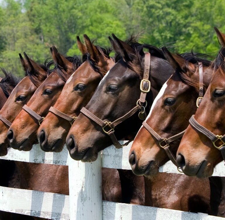 Senador Guiomard e Sena Madureira figuram entre os 20 maiores criadores de equinos do Norte