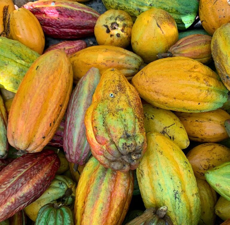 Setor do cacau em Rondônia teme desequilíbrio econômico com entrada de fruto da África