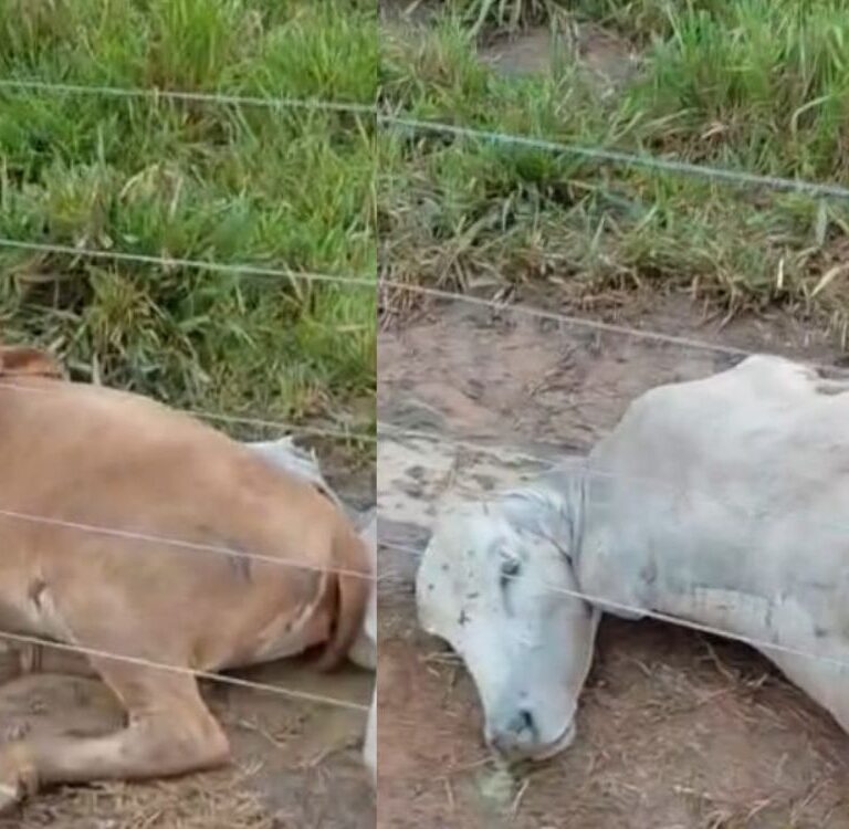 Prejuízo: Raio mata cerca de nove cabeças de gado durante chuva em Plácido de Castro