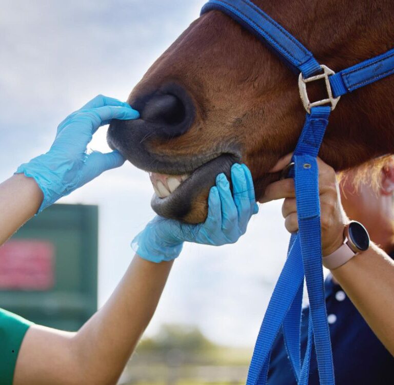 Programa de aprimoramento em medicina veterinária abre seleção com seis vagas no Acre