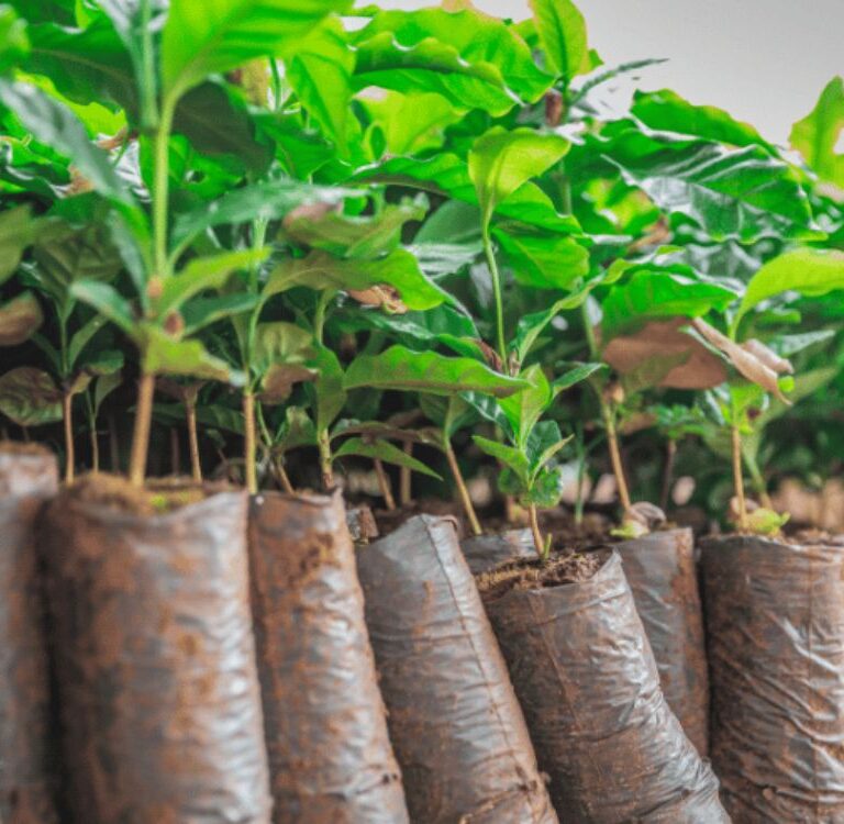 Seagri abre cotação para compra de 500 mil mudas de café no Acre