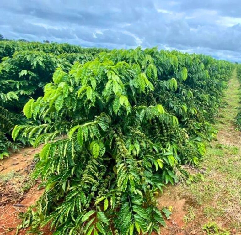 Café Conilon tem alta de 11,66% no preço mínimo para safra 2026/2027