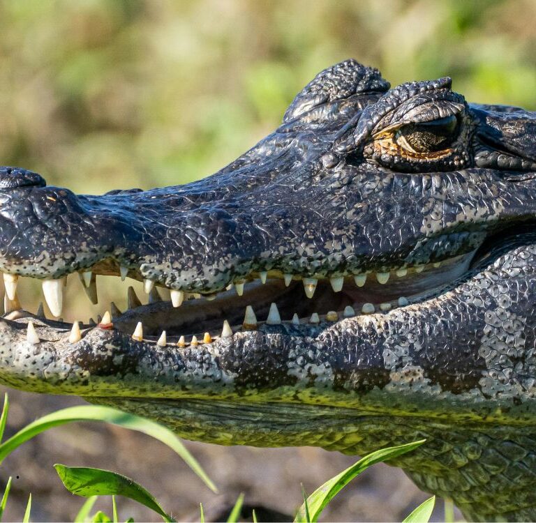 Artigo científico liderado por professor da Ufac pede revisão de nomes de jacarés