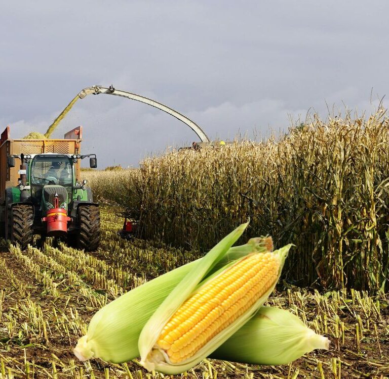 O que acontece com o milho brasileiro se o principal comprador suspender as importações?
