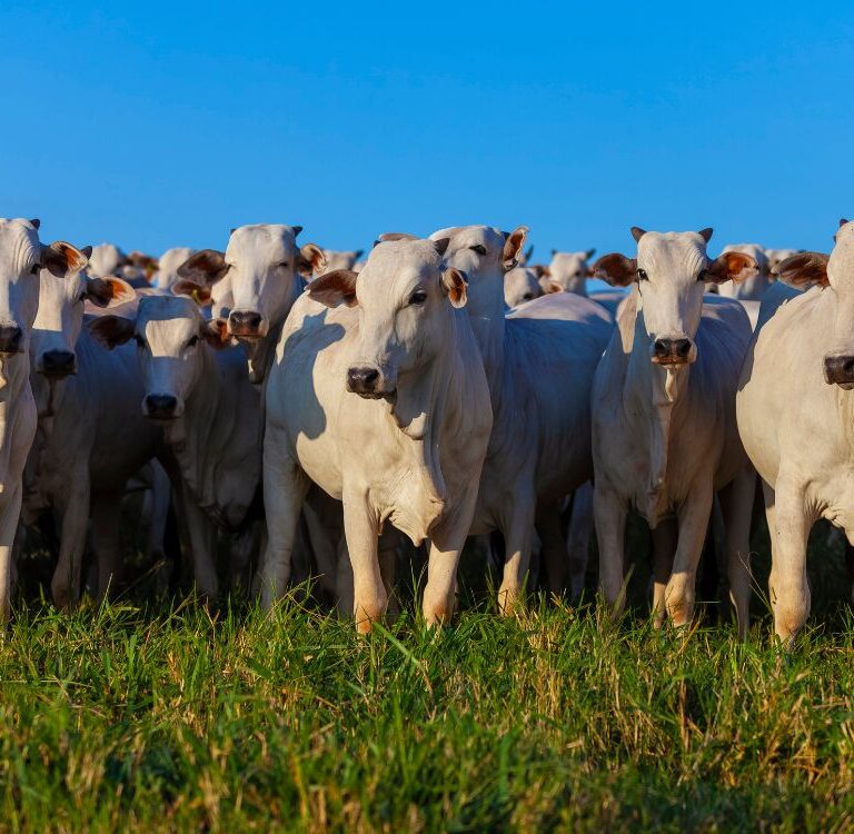 Pecuaristas de Rondônia terão imposto menor na venda de gado para outros estados