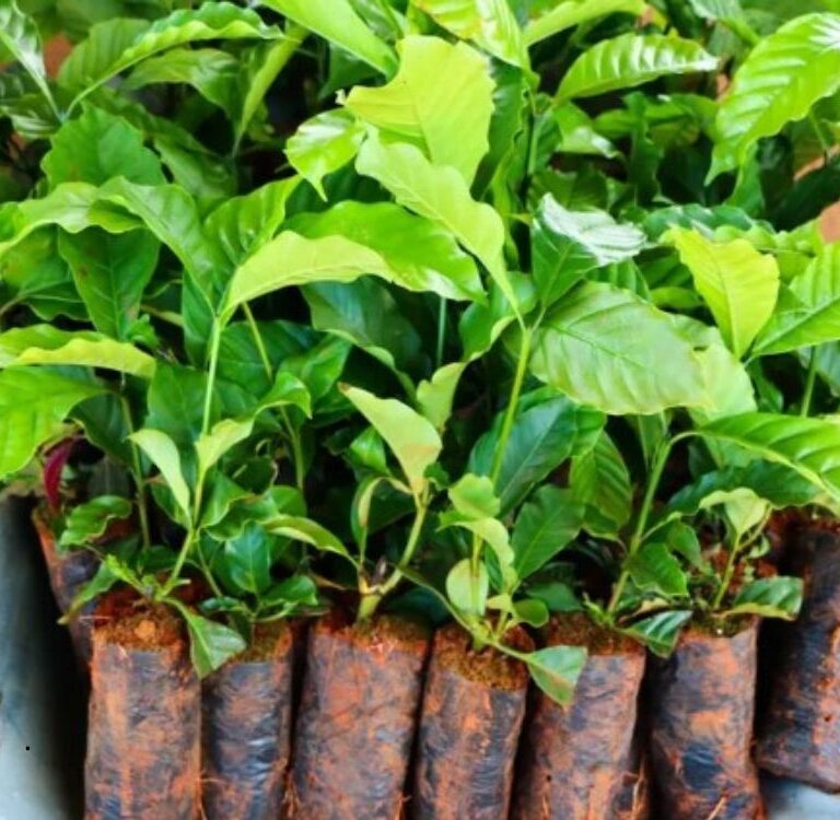 Sena Madureira abre credenciamento para compra de 300 mil mudas de café clonal