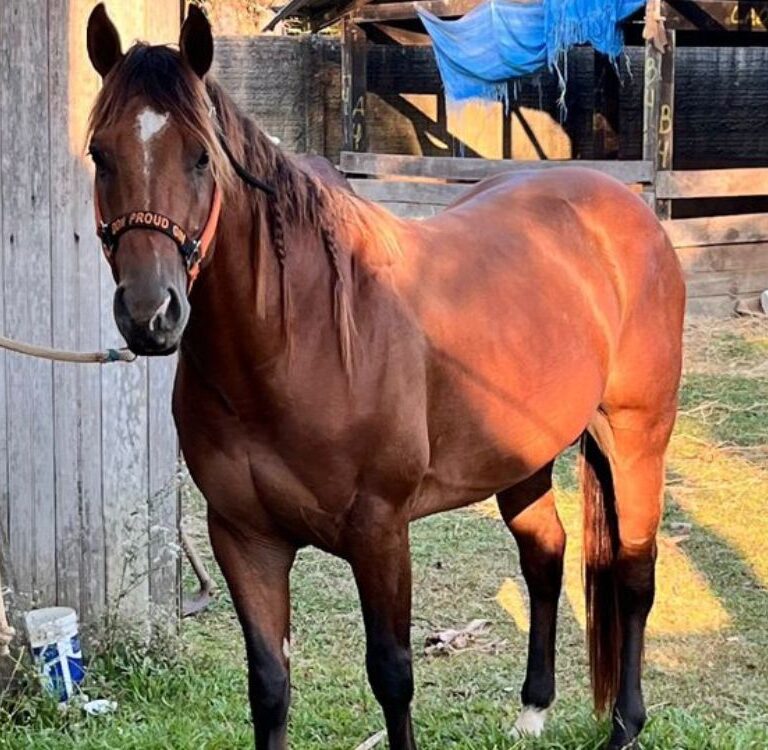 Cavalo dócil e preparado para competições é destaque em anúncio de vendas no Acre