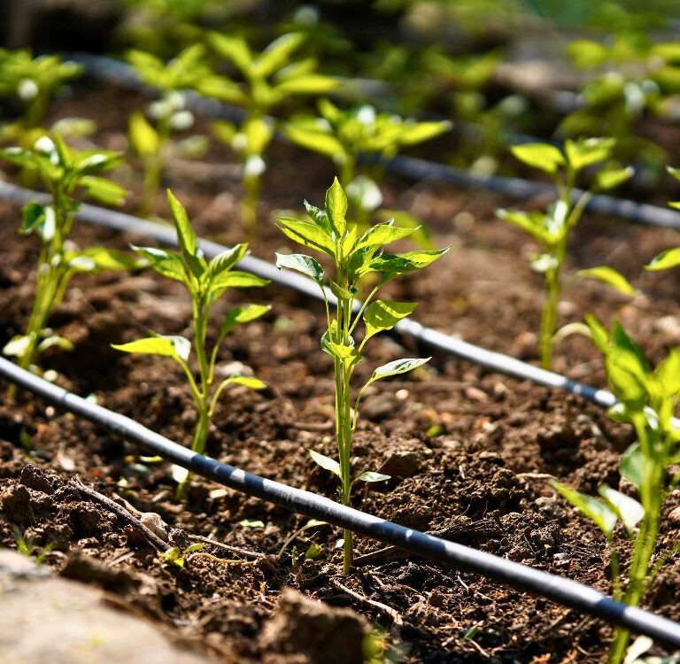 Seagri abre licitação para instalação de sistemas de irrigação no Alto e Baixo Acre