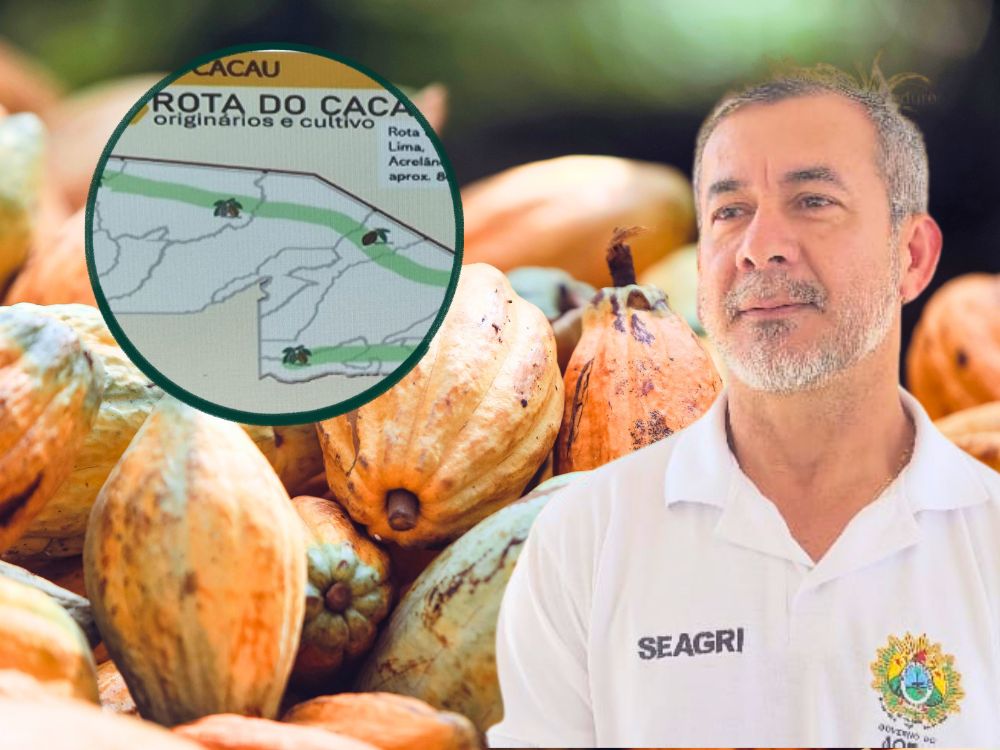 Dia Nacional do Cacau: veja como funciona a Rota que conecta manejo e produção no Acre