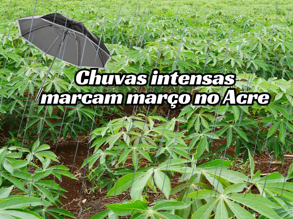 Março começa chuvoso no Acre e influencia o calendário agrícola