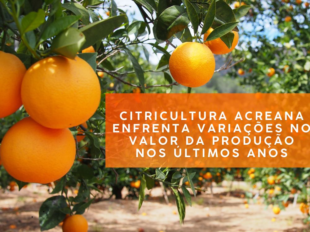 Valor da produção de laranja no Acre já caiu mais de 60% desde 2017