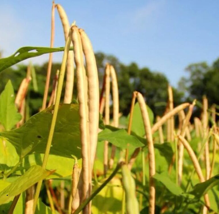 ZARC indica períodos ideais de semeadura do feijão irrigado no Acre na safra 2026/2027